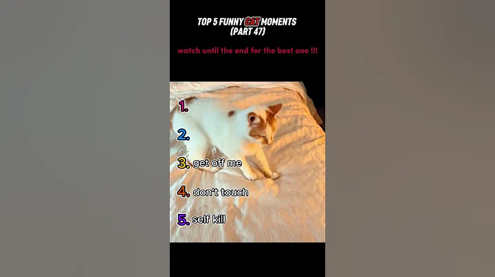 top 5 funny cat moments!!!😂😂😂
