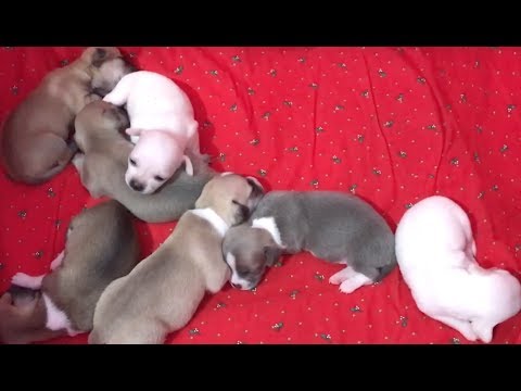 7 chihuahua puppies growing and playing (day 1 to 26)