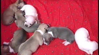 7 chihuahua puppies growing and playing (day 1 to 26)