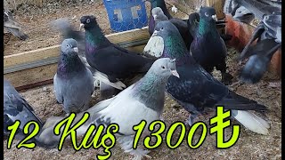 12 Taklacı Güvercin 1300 Eder