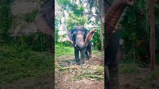 ആന സുന്ദരി ഉമാമഹേശ്വർ മഠം ഉമാദേവി ❤️🥰 Kerala Elephants #ആന #elephant #animals #viral #trending
