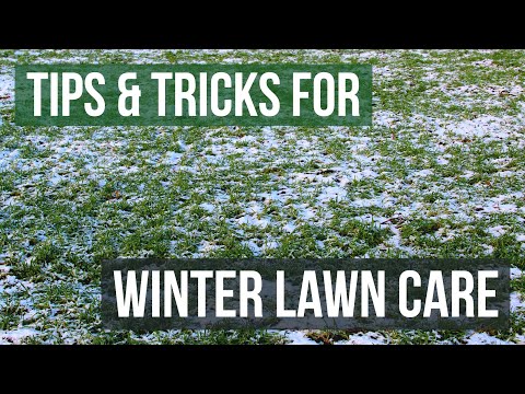 วีดีโอ: Winter Lawn Help: จะทำอย่างไรกับสนามหญ้าของคุณในฤดูหนาว
