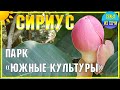 СИРИУС 🌴 ПАРК "ЮЖНЫЕ КУЛЬТУРЫ" |  Магнолия Карпуни