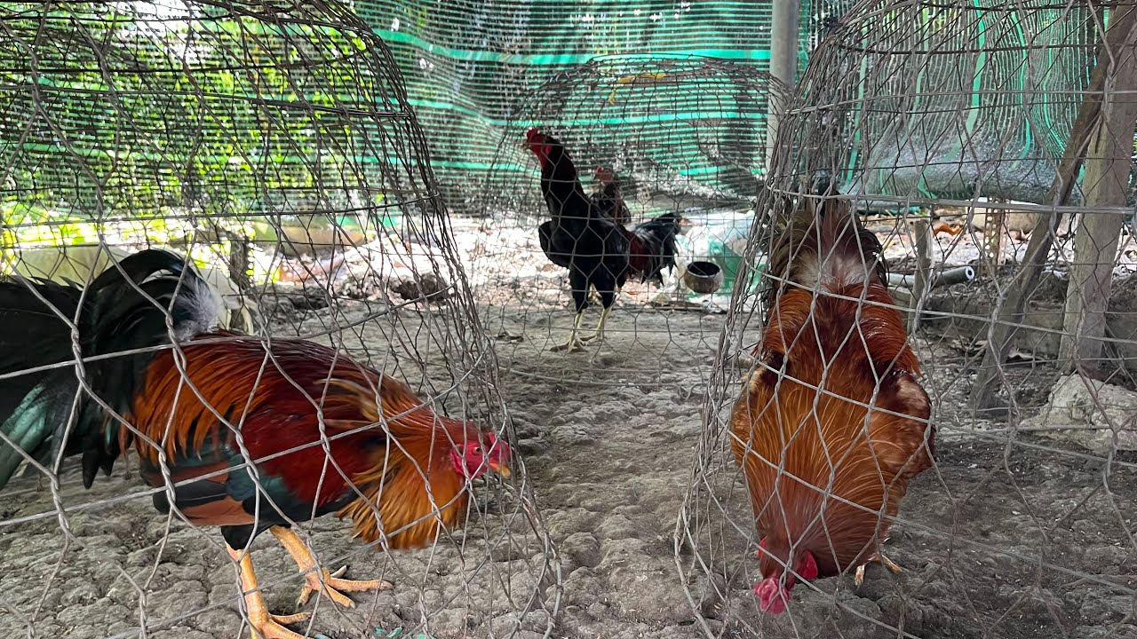 Hết Bão Rồi Trở Lại Công Việc Lên Gà Sịn Cho Bà Con Tham Khảo 