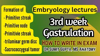 Gastrulation | Primitive streak | General embryology |