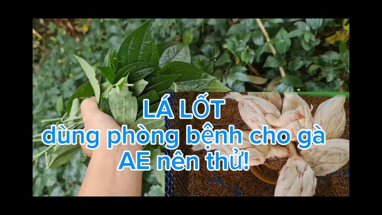 Cho gà ăn LÁ LỐT để phòng bệnh và tăng sức đề kháng.Ae đam mê nên thử nhé!