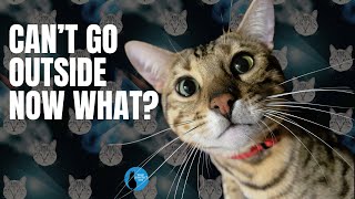 We can't go outside. What now? #adventurecat #cat #catvideos by Your Purrfect Cat 82 views 7 months ago 5 minutes, 58 seconds