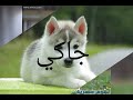 اسماء كلاب بنات/ إناث جديده 2019 لعشاق الكلاب⁦❤️⁩⁦❤️⁩