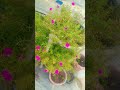 beautiful flowers #gardening #flowers #plants