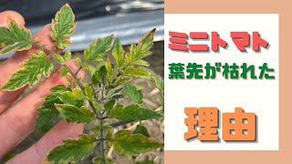 ミニトマト定植後1週間 葉先が枯れる理由 推考してみた Youtube