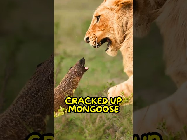 The Mongoose Don’t Give a Sh*t😤 class=
