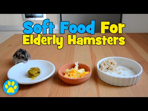 3-soft-foods-for-elderly-hamsters
