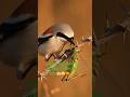 मासूम दिखने वाली ये चिड़िया… लेकिन शिकार ऐसा! #wildlife #birds #viral #natureshorts #wildlifeshorts