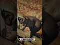 Can you find all the clues to crack the Monkey Temple safe at Chessington? 🐒🔐 Code at end!
