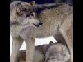 Любовь волков 🥰🐺