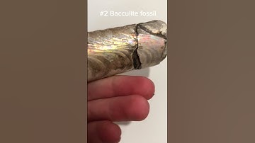 Top 5 fossils in my collection