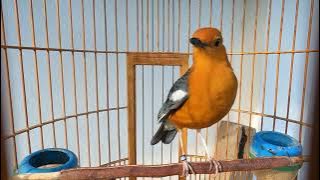 ANIS MERAH GACOR Memancing Burung Untuk Ikut Ngeplong. Dijamin MantapMen..
