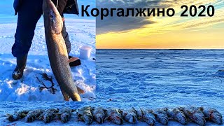 Трофейная Щука! Рыбалка в Коргалжино 2020! Заповедники Казахстана!
