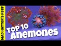 Top 10 Sea Anemones