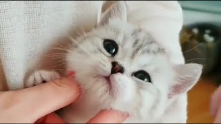 Cat Kitten So Adorable by Cats Kittens 102 views 1 year ago 1 minute, 20 seconds