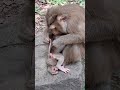 #Shorts #YouTubeShorts #ViralShorts #TrendingShorts #CuteAnimals #AnimalShorts #FunnyAnimals #CuteA