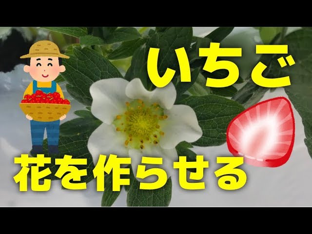 家庭菜園のいちご いちごの花や実ができないときに花を作らせる方法10個をプロが解説 Youtube 家庭菜園のいちご いちごの花や実ができないときに花を作らせる方法10個をプロが解説 Youtube
