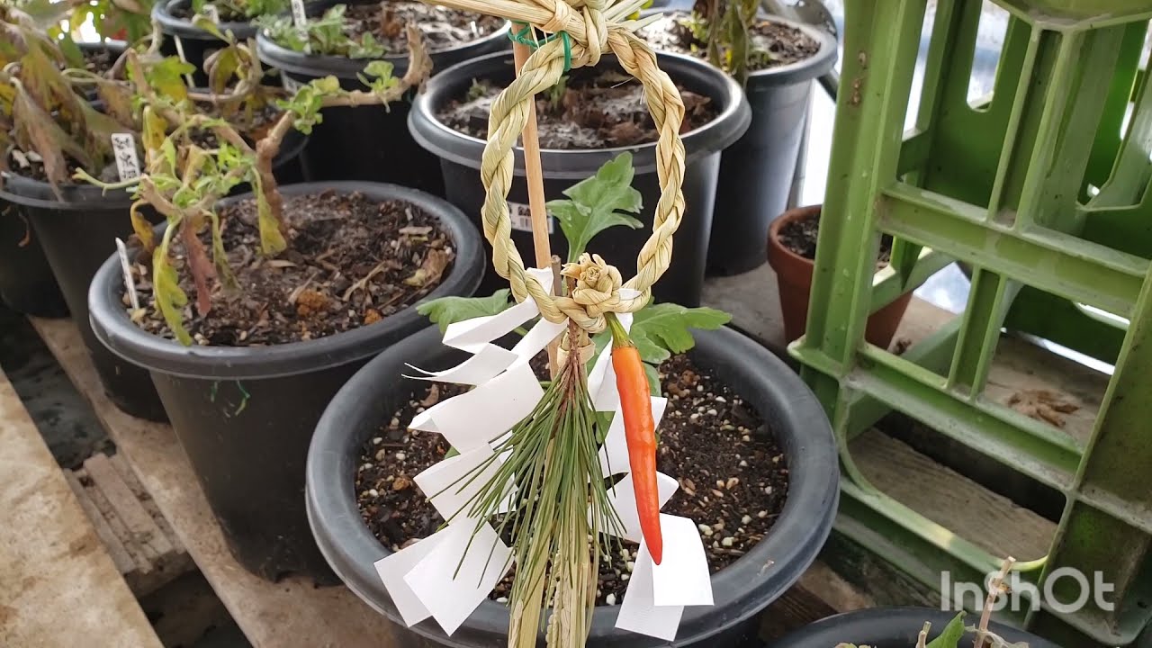 菊作り 年末に冬至芽間引きした。 - YouTube