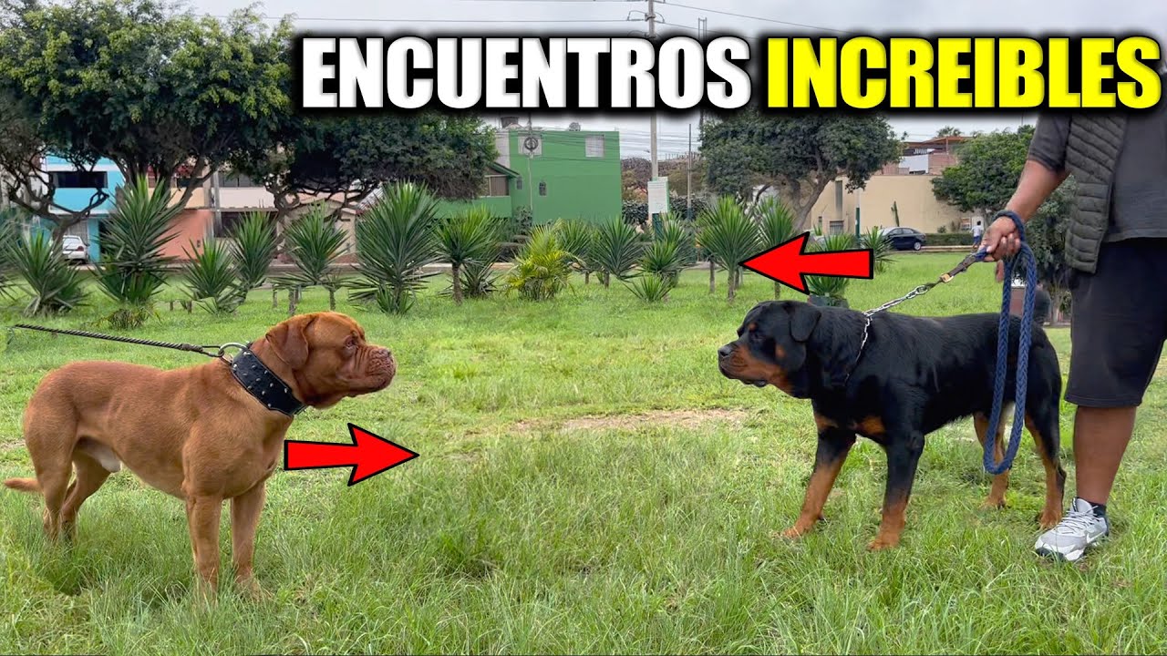 Dogo de Burdeos, Rottweiler, Bull terrier, Bóxer, Dogo argentino & tipo Bull - ENCUENTROS CANINOS