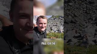 Wild Pika Encounter: Hikers Spot Elusive Animal in Mountains!