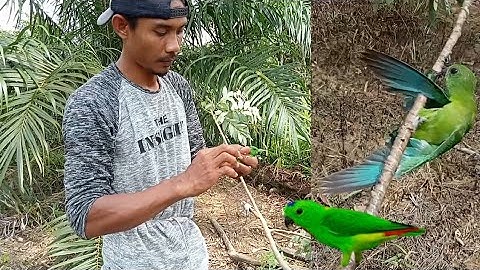 langsung poin mikat serindit‼️melatih burung serindit baru untuk di jadikan Pikatan