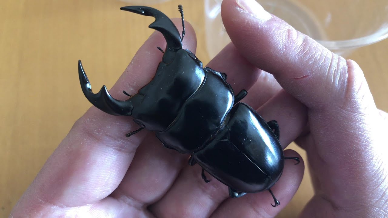 ２０２３年のブータンアンタエウス事情