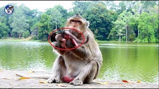 Why Big Bertha carry newborn monkey , Ginger like this. World Monkey.