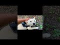 毎日のトレーニングの成果です。#ドッグトレーニング #doglibre #柴犬