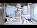 Invisible Wall Challenge - Dog VS Kittens