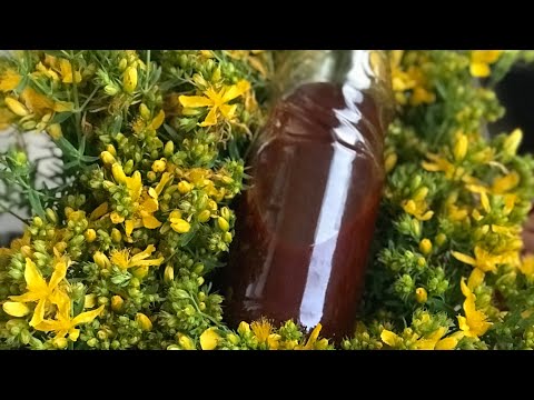 Kantaron yağı yapımı ve faydaları (Hypericum perforatum oil)