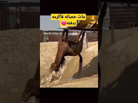 دفن حصانه بعد موته في مشهد ابكى الملايين