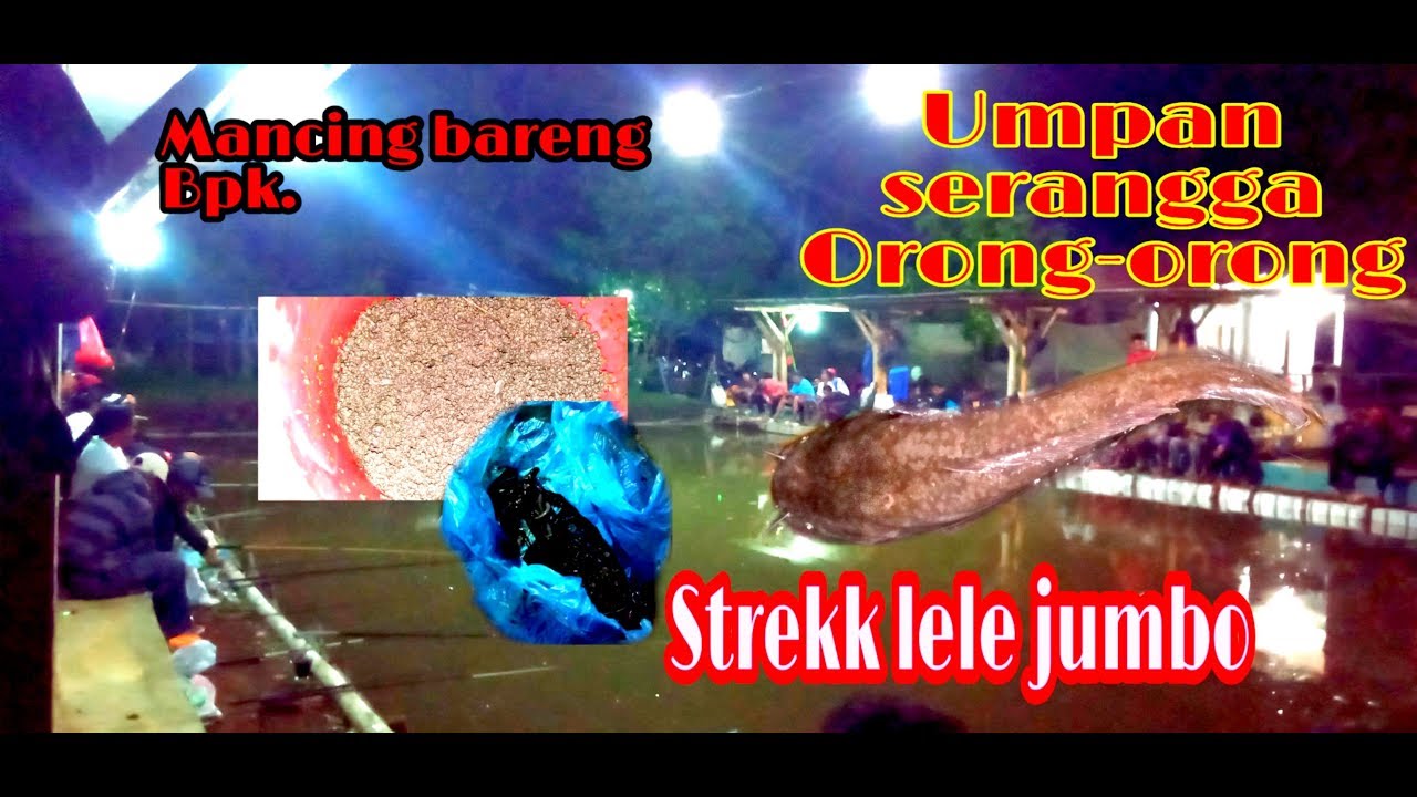 Mancing Galatama ikan lele