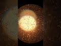 Oyster larvae