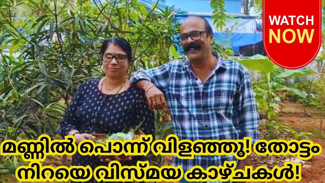 അച്ഛന്റെയും അമ്മയുടെയും വിയർപ്പും സ്നേഹവും! 💚 ഇന്നത്തെ വിളവെടുപ്പ്! #familyvlog #garden #organic