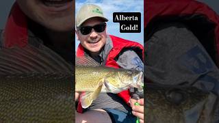 Another Nice Alberta Walleye from Pigeon Lake