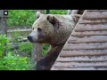 Захотел-и &quot;крыше-крышка&quot;  Сделал дом-кабриолет!!!🐻🤣