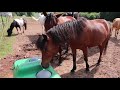Abreuvoir isotherme antigel pour chevaux