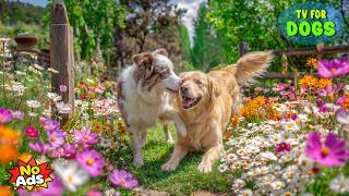 12 HOURS of Dog TV for Dogs to Watch 🐶 Peaceful Nature Walks & Relaxing Dog Music 💖 Soft Dog Music screenshot 5