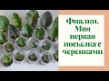 Фиалки. Первая посылка с новинками.