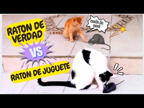 Sus REACCIONES a RATONES DE JUGUETE, RAYO lasser y de VERDAD! Clip del pasado!