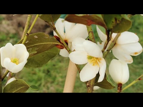 Video: Cura delle piante di Champaca - Come coltivare alberi di Champaca profumati in giardino