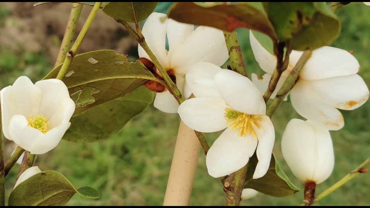 Plants for perfume in the garden: the very fragrant Magnolia laevifolia / Michelia yunnanensis,