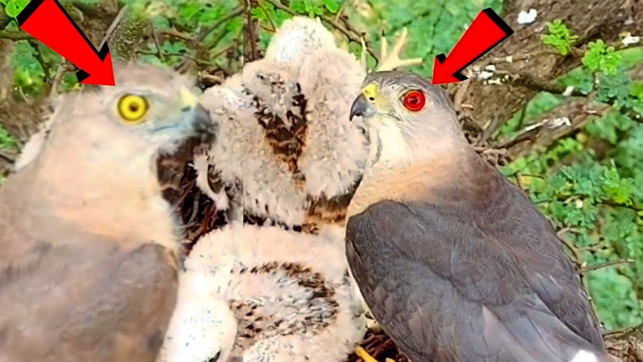 Mother hawk preparing babies for sparrow hunting || Bird Plus Animals