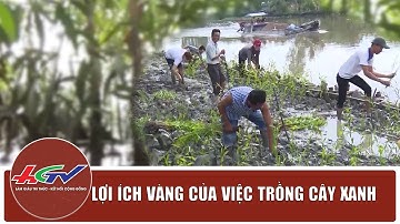 Lợi ích vàng của việc trồng cây xanh | TRUYỀN HÌNH HẬU GIANG