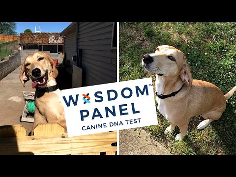Wisdom Panel Dog DNA Test | Finding out Maple's Breed